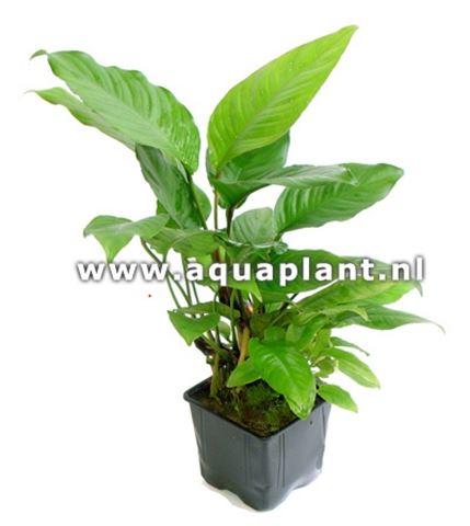 Anubias heterophylla  Moederplant
